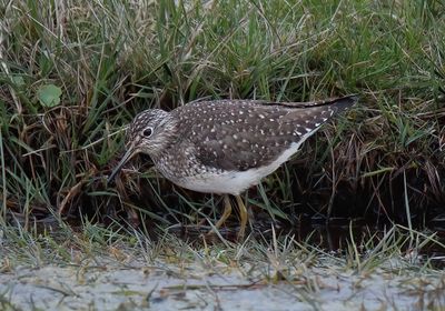 SOLITARY SANDPIPER