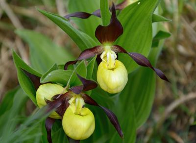 Lady's Slipper