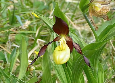 Lady's Slipper