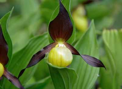 Lady's Slipper