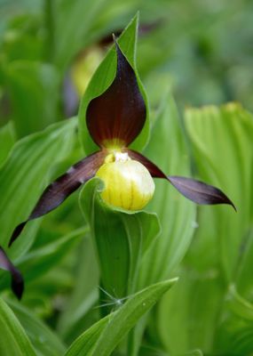 Lady's Slipper