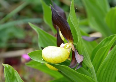 Lady's Slipper