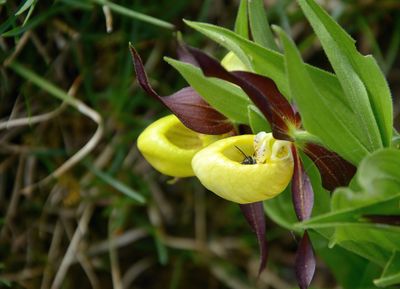 Lady's Slipper