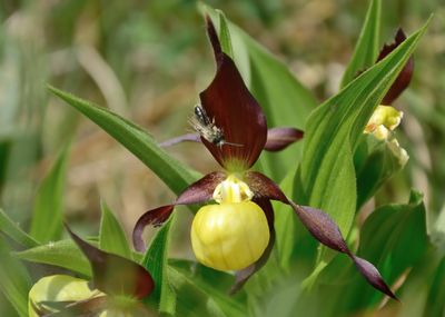 Lady's Slipper