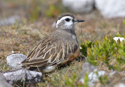 Dotterel 