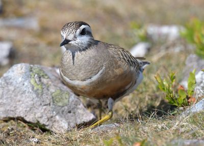 Dotterel 