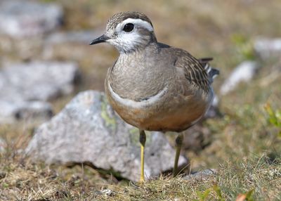 Dotterel 