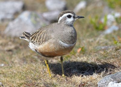 Dotterel 