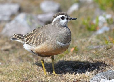 Dotterel 