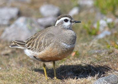 Dotterel 