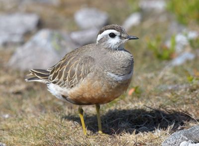 Dotterel