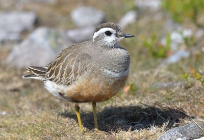 Dotterel 