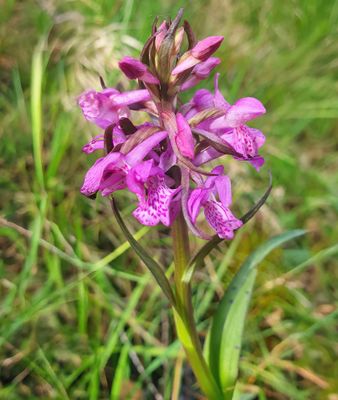 PUGSLEY'S MARSH ORCHID
