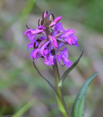 Pugsley's Marsh Orchid
