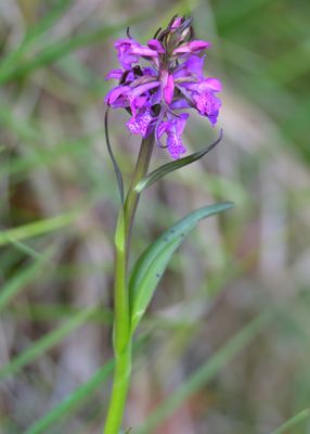 PUGSLEY'S MARSH ORCHID