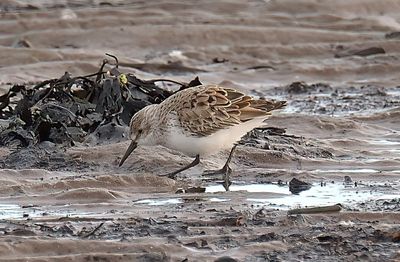 Western Sandpiper 