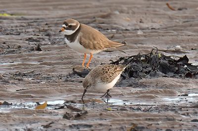 Western Sandpiper 