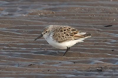 Western Sandpiper 