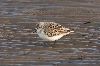Western Sandpiper 