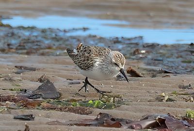 Western Sandpiper 