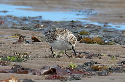 Western Sandpiper