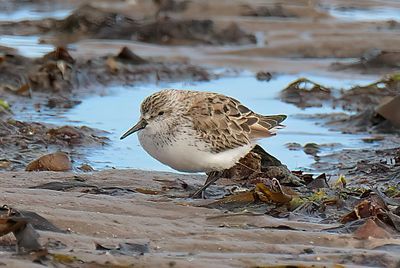 Western Sandpiper 