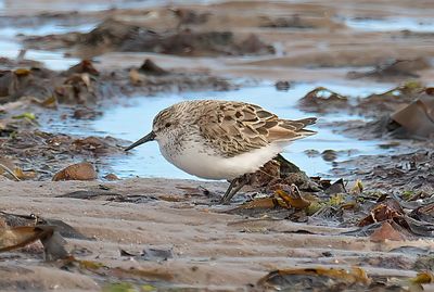WADERS