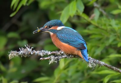 Kingfisher 