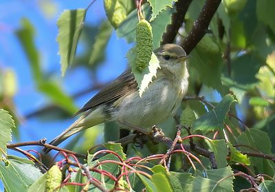 Iberian Chiffchaff 
