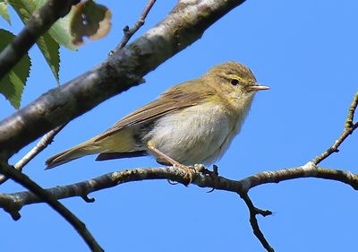 Iberian Chiffchaff 