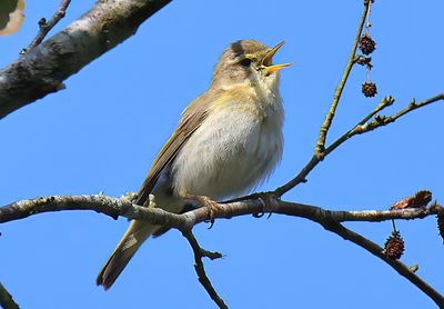 Iberian Chiffchaff 