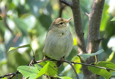 IBERIAN CHIFFCHAFF