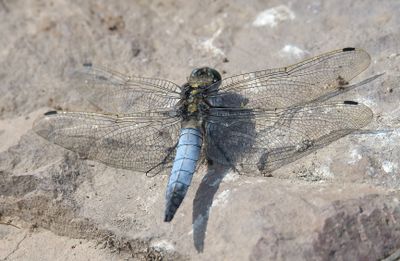 Black-tailed Skimmer 