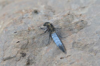 BLACK-TAILED SKIMMER