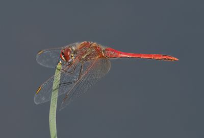 Red-veined Darter 