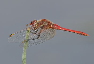 Red-veined Darter 