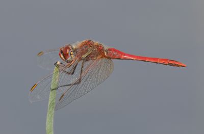 Red-veined Darter 