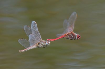 RED-VEINED DARTER