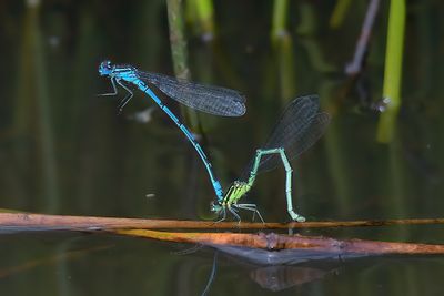 AZURE DAMSELFLY