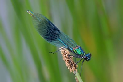 BANDED DEMOISELLE