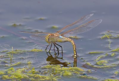 EMPEROR DRAGONFLY