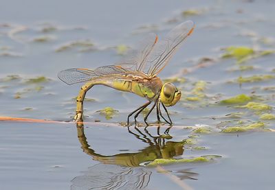 Vagrant Emperor 