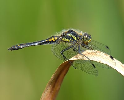 BLACK DARTER