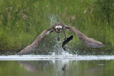 Osprey 
