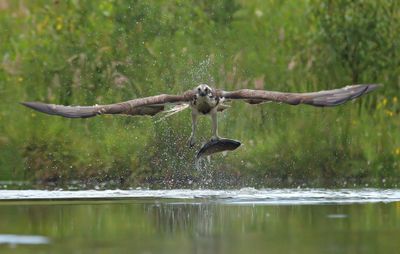 Osprey 