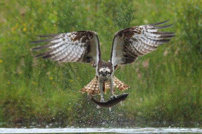 Osprey 