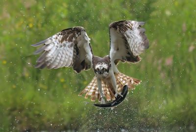 Osprey 