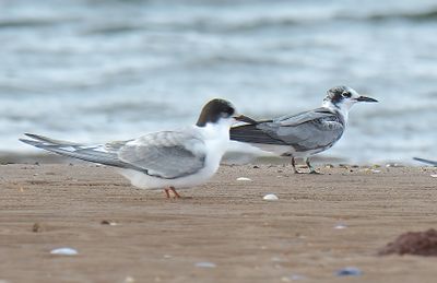 American Black Tern