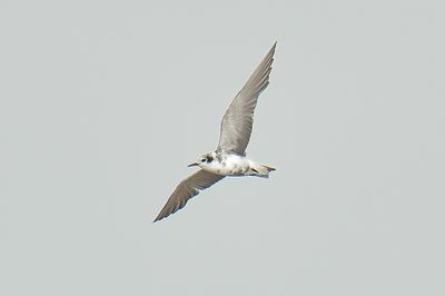 American Black Tern 