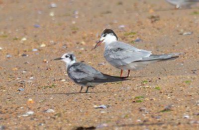 American Black Tern 